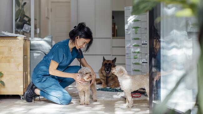 Brunswick resident Elnaz Jafari has opened up a mobile vet clinic that provides care for pets in the northern suburbs, in their own homes. Picture: Michael Kai