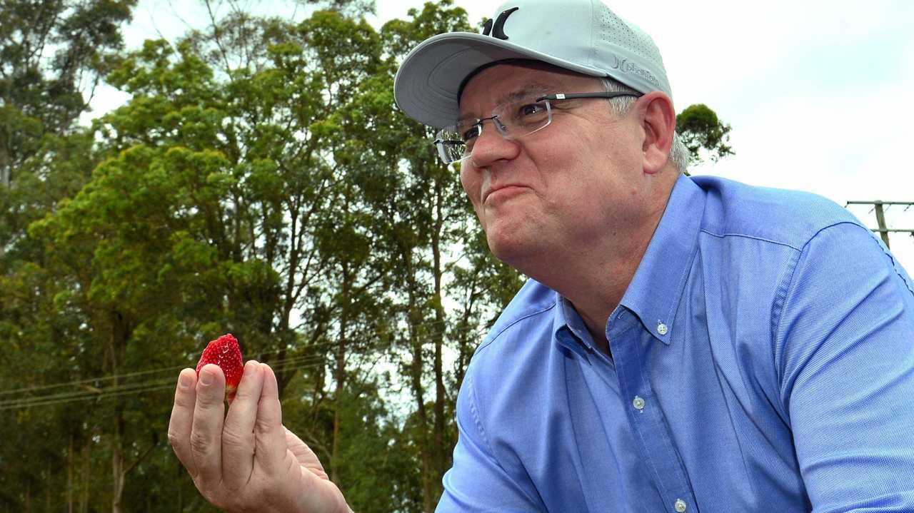 Prime Minister of Australia Scott Morrison visits Ashbern Farm in Glasshouse Mountains on the Sunshine Coast with Andrew Wallace MP. Picture: John McCutcheon