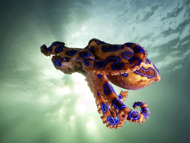 A blue ringed octopus. Yes it’s pretty, but it can still kill you. Picture: Supplied