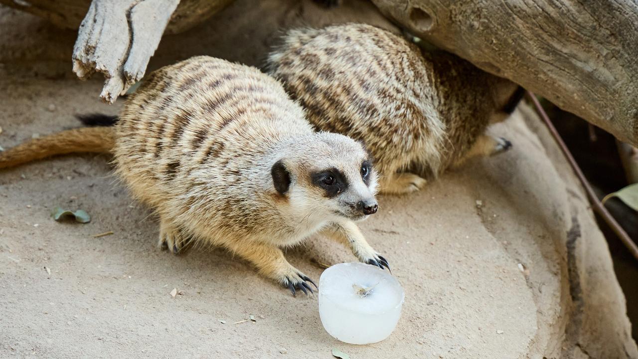 Meerkats enjoying ice blocks at the Adelaide Zoo. Picture: Matt Loxton