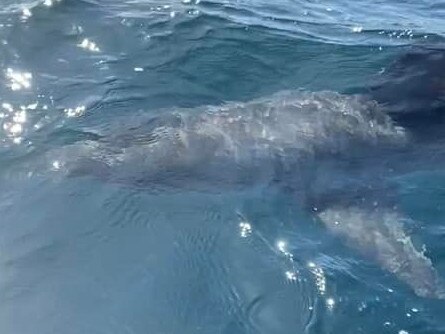 Mr Bova said a great white snuck up on him while he was on his jet ski. Picture: Emanuel Bova