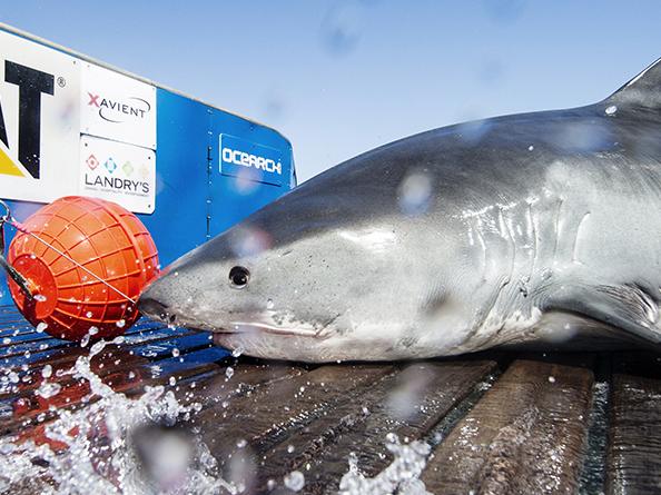 Anzac, a 3.9 metre tiger shark, being tagged by the Ocearch team at Ningaloo Reef in Western Australia.