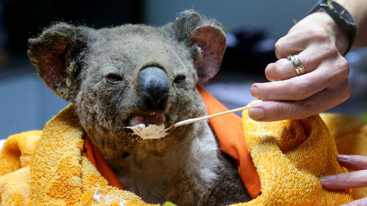 A volunteer at the Port Macquarie Koala Hospital treats a koala’s burn injuries after it was rescued from the fire ground after bushfire ripped through prime breeding grounds killing an estimated 400 koalas. Picture: Nathan Edwards