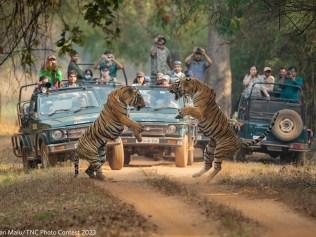 Was lucky to capture these 2 male tigers fighting in the air...taken in tadobatiger reserve, India