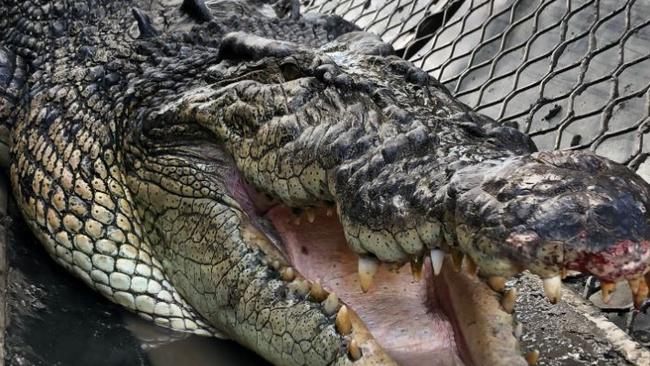 Department of Environment and Science (DES) wildlife officers recently captured a 4.5-metre crocodile at Newell Beach, north of Port Douglas. Picture: supplied.