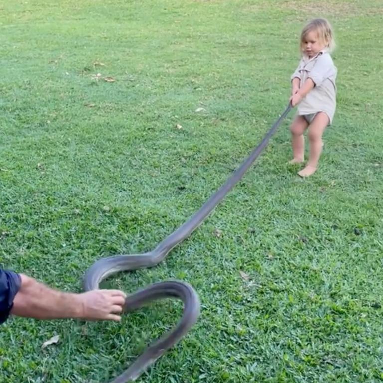 Banjo wrangles a python. Picture: Matt Wright