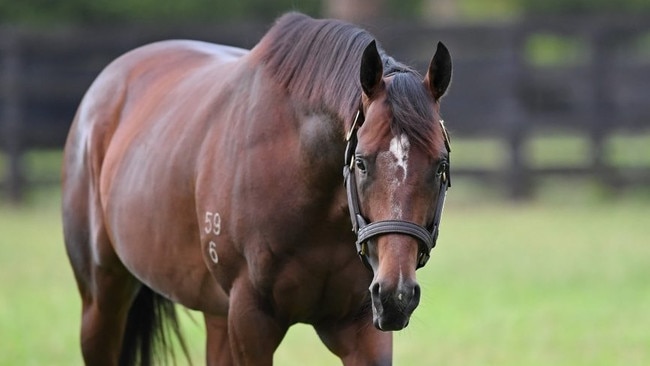 Yes Yes Yes now stands at Coolmore Stud. Picture: Coolmore