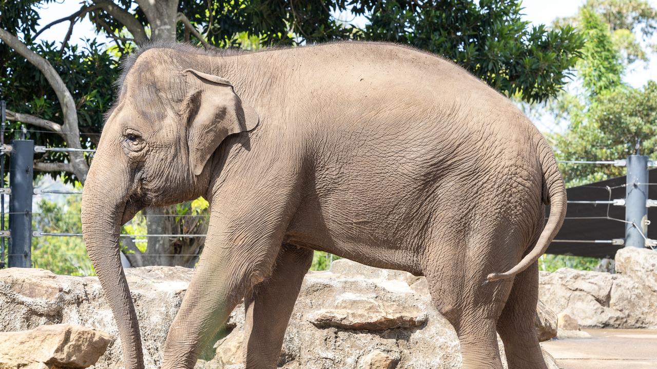 Tang Mo saunters around her old Taronga enclosure. Picture: Thomas Lisson