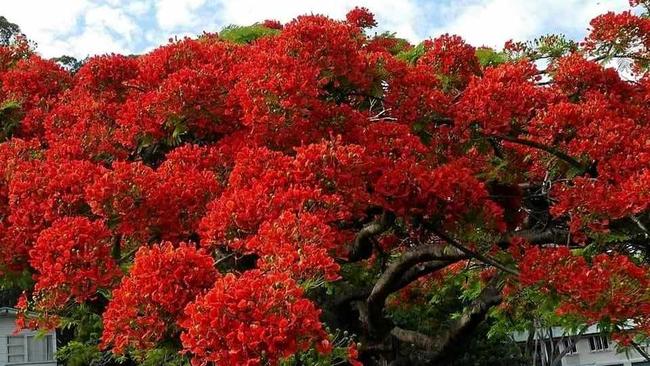 The stunning sight of a Royal Poinciana. Picture: Christine Ellison?