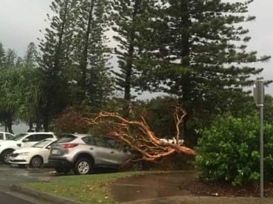 A car under a tree at Moffat Beach.