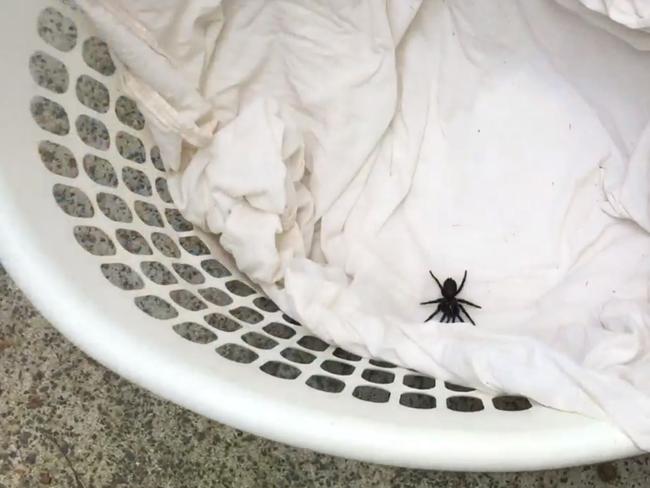 Spiders can be found hiding around your home and yard. Picture: Australian Reptile Park