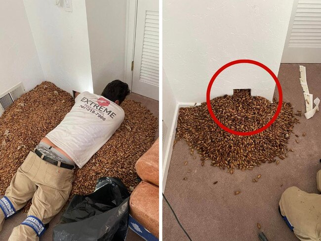 Picture shows shock find in house’s walls