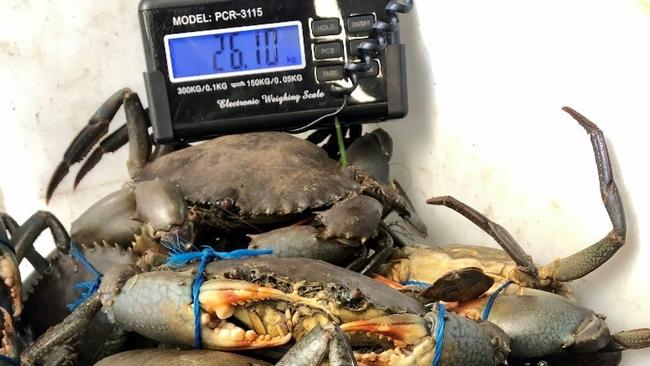 NSW DPI Fisheries shared the photos of the illegal crab haul in the Tweed Heads region.