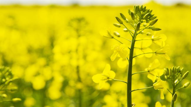 Canola prices fell as President joe Biden considered reducing renewable fuel blending mandates. Picture: Zoe Phillips