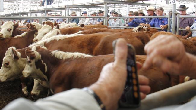 Store cattle sales across Victoria last week lay the groundwork for prices at upcoming summer weaner calf sales.