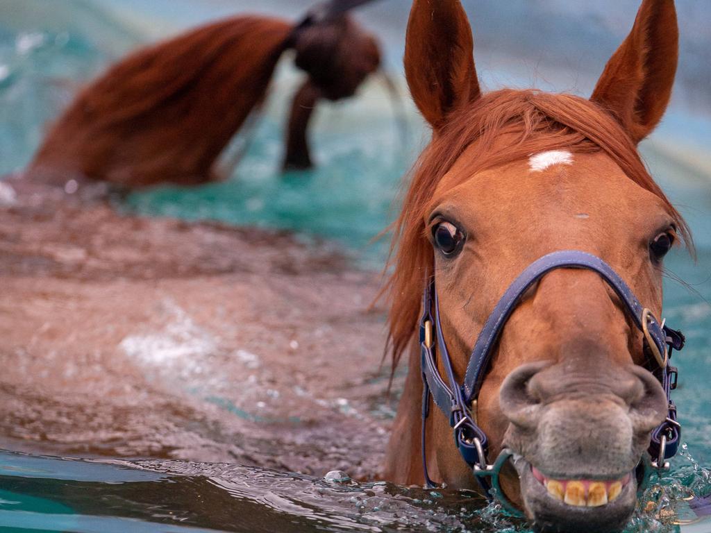 Vow and Declare has a swim after trackwork. Picture: Jay Town