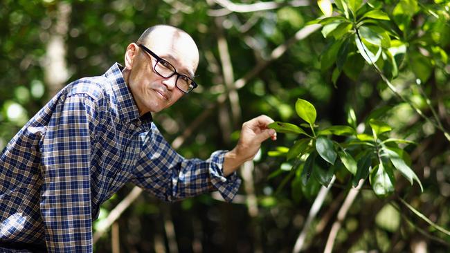 Cairns man Hidetoshi Kudo has successfully propagated a rare mangrove, of which only 50 are known in Australia. The Haines's Orange Mangrove trees, or the Bruguiera hainesii species, is beginning to flower on the banks of Saltwater Creek in Edge Hill. Picture: Brendan Radke