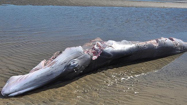 Ailing whale would have been easy meat | Townsville Bulletin