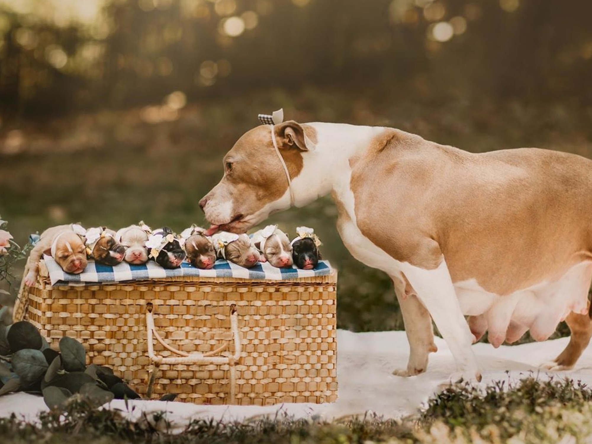 Abandoned pregnant pit bull’s maternity photoshoot goes viral | The