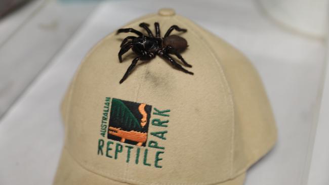 If you’re bitten by a big black spider, you should call triple-0. Picture: Australian Reptile Park