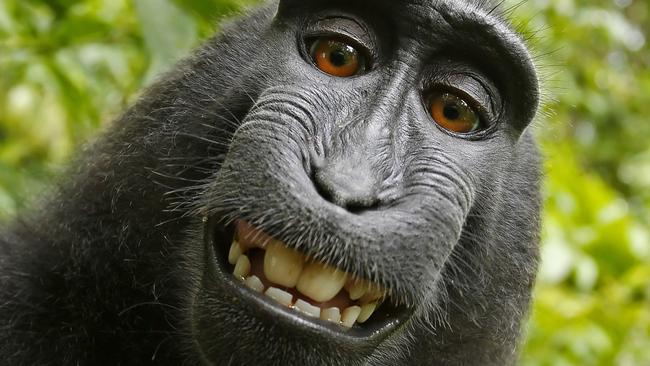 This 2011 photo provided by People for the Ethical Treatment of Animals (PETA) shows a selfie taken by a macaque monkey on the Indonesian island of Sulawesi with a camera that was positioned by British nature photographer David Slater. The photo is part of a court exhibit in a lawsuit filed by PETA in San Francisco on Tuesday, Sept. 22, 2015, which says that the monkey, and not Slater, should be declared the copyright owner of the photos. Slater has argued that, as the “intellect behind the photos,” he is the copyright owner since he set up the camera so that such a photo could be produced if a monkey approached it a pressed the button. (David Slater/Court exhibit provided by PETA via AP)