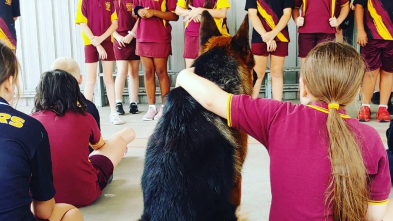 German Shepherd Wilson providing support to Park Avenue State School