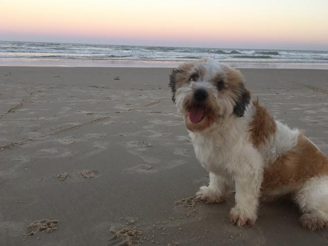 Bob: Cute puppy and a gorgeous sunset ... Leila ticks all the boxes with her great pic. Bob is a seven-year-old rescue dog