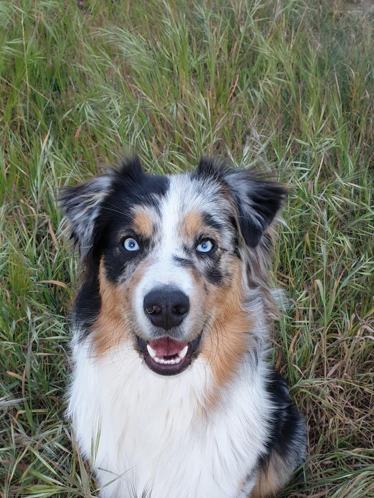 TAS: Dogs of Oz: Karen Leonard - Marco is smart but funny. He has the best features you will find on an Australian Sheppard including his beautiful blue stunning eyes.