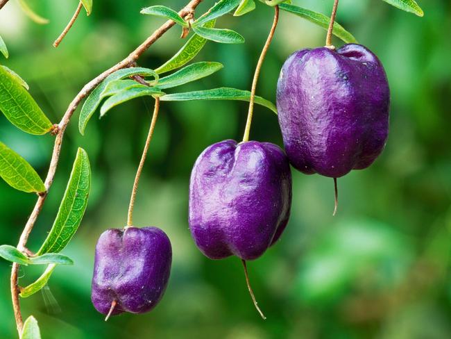 Appleberry. Picture: Alamy