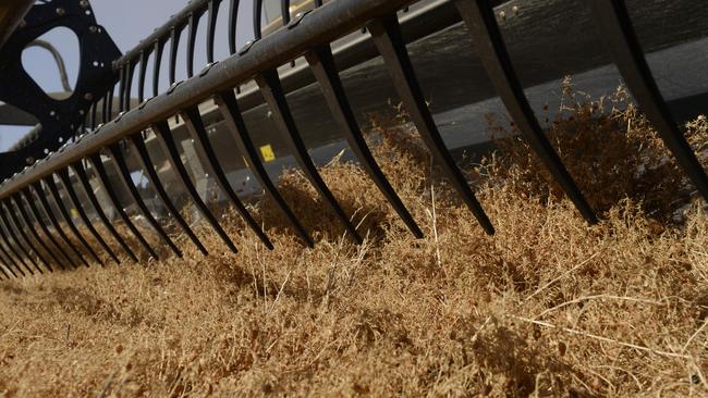 India’s move to cut duties on Australian lentils by a third is good news for growers.