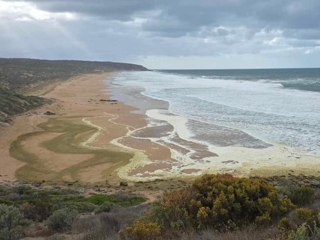 A sludge-coloured foam and several dead fish have been sighted on the beaches of Waitpinga Point to Victor Harbor, causing a stir in the community. Picture: Facebook