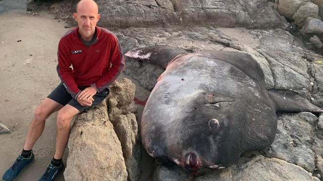 Craig Bycroft with a sunfish which washed ashore at St Helens Point on Wednesday afternoon. Picture: Supplied