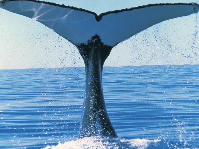 Whales can be identified by their flukes. Picture: Tourism WA