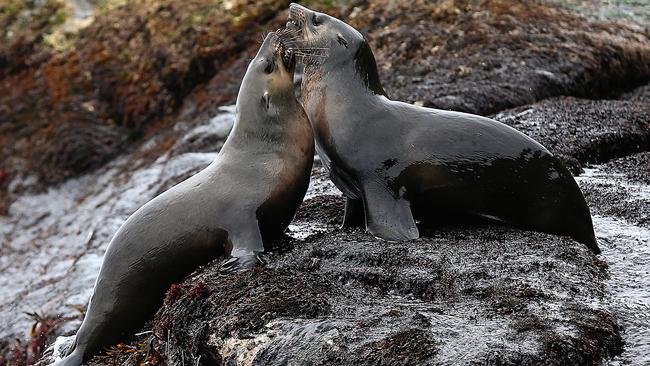 On the Road. A Place in the Sun. Cape Bridgewater. Seals by Sea tour. Picture: Tim Carrafa