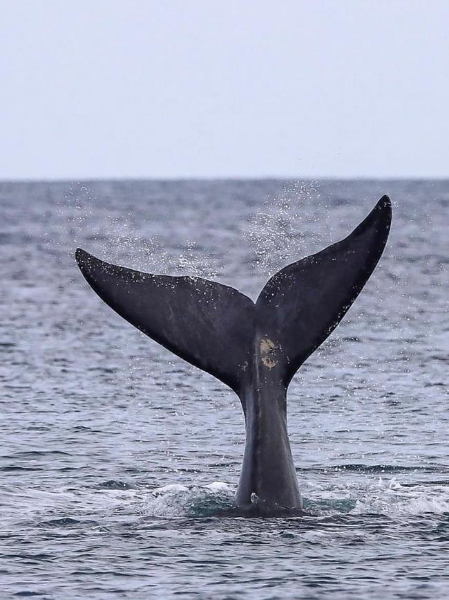 People are being warned to keep a safe distance from whales.