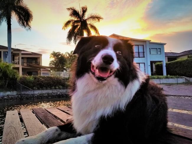 CHAMP: How’s the serenity! Champ the border collie keeps an eye on his kingdom at Oyster Cove.