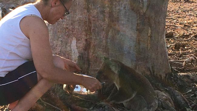 Libby Swan gives a koala a drink on her Inverell NSW property. Picture: Zoe Swan