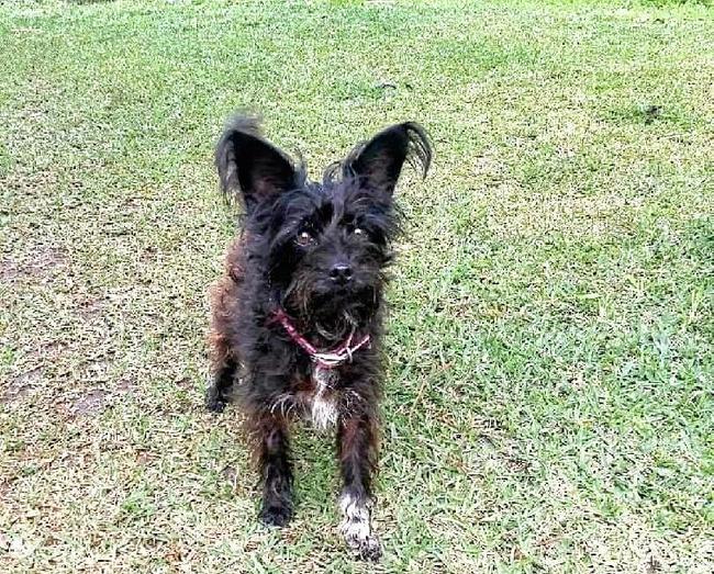 RIP: Kate Genders was calling for better action from Lismore City Council after her dog - poodle cross Jack Russell Luka was mauled to death by a neighbours dog in South Lismore in November. CONTRIBUTED. Picture: contributed