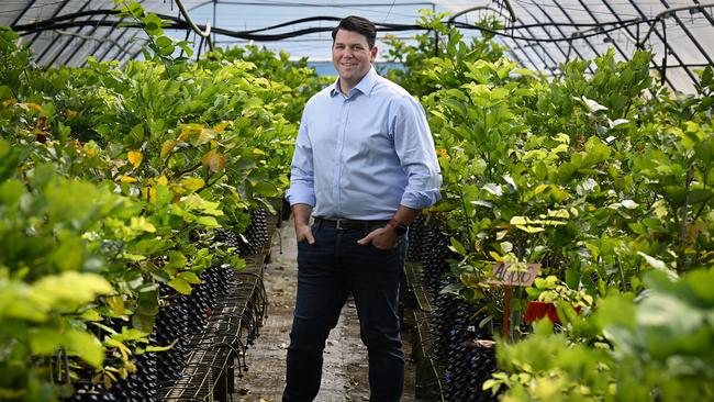 Pongamia (Millettia pinnata), a legume tree native to Australia, is fast-growing, resilient and produces oil-rich seeds that can be processed into renewable diesel, which offers a significant reduction in life-cycle carbon emissions compared to fossil fuel diesel. Picture: Supplied