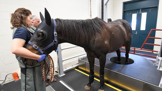 Standing CT scanner. Spike, with Dr Chris Witton and handler Carina Wickens. Picture: Pat Scala–Racing Photos