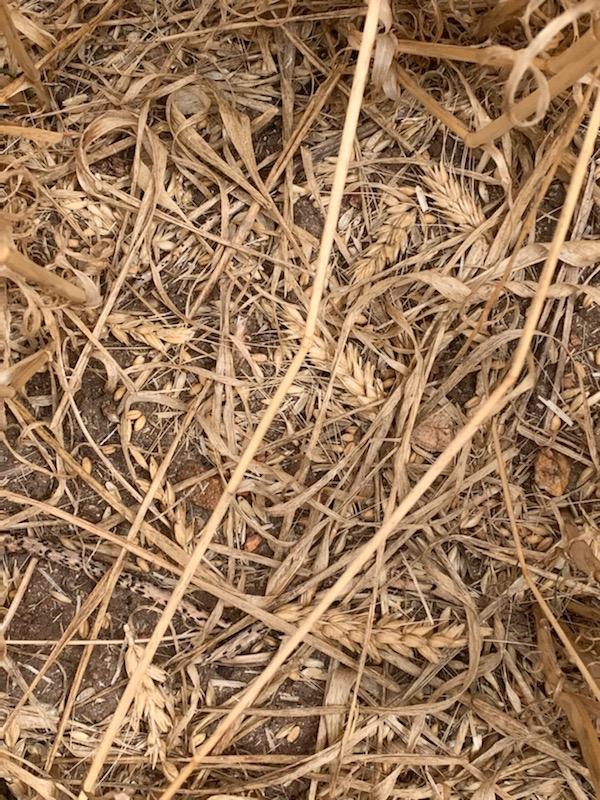 Crop damage from strong winds at Mark Modra’s property at Edilillie.