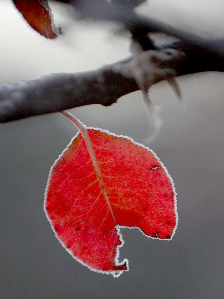 Frost on a tree near Meadows. Picture: Sam Wundke/AAP