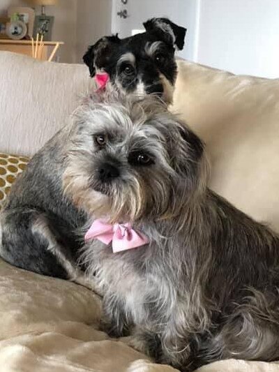 Tassie's Pawfect Pairs | Jane Donaghy: Betty Boo, in front & 3 years old, and Suki Schnack, aged 6 years, & had just been to the pet groomer