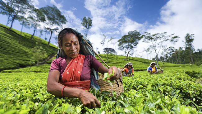 Show your tea a bit of love and it will love you back. Source: iStock