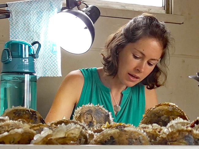 Woy Woy jeweller Celeste Boonaerts helps with the annual pearl seeding. Picture: Cathy Stubbs.