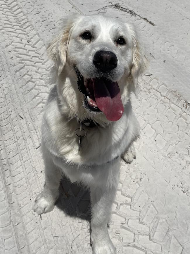 Lulu the golden retriever, sent in by Annabelle Alford, Forestville.