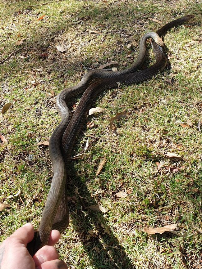 Steven Brown holds onto two eastern brown snakes caught at Highvale, near Samford, last week. Photo: Steven Brown.