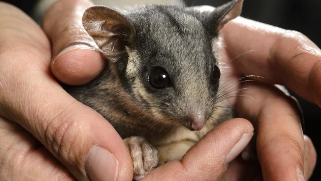 The Leadbeater’s Possum is at risk from the logging proposed in Kuark forest.