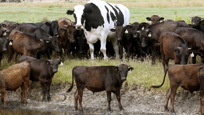 Knickers the giant steer in Western Australia.