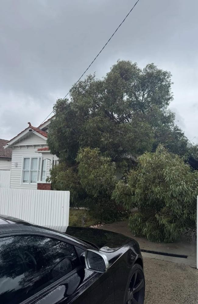 Crews worked to remove the tree on Monday. Picture: Facebook